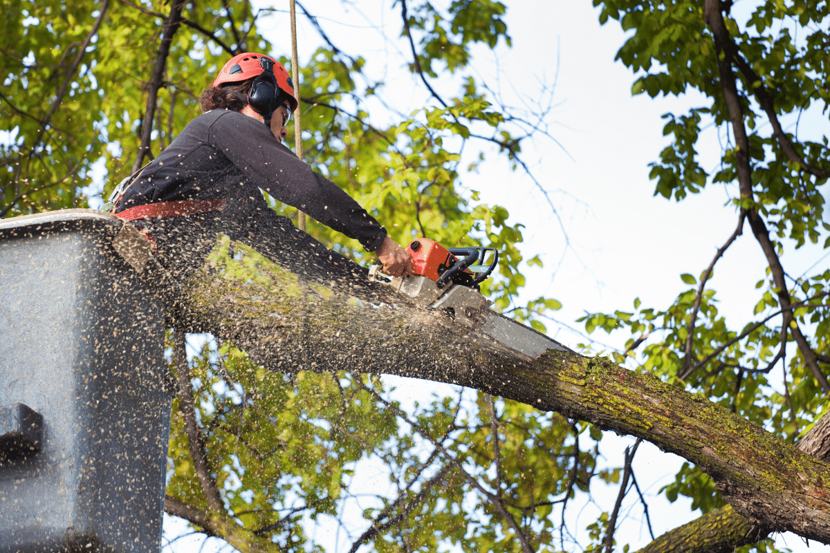 Professional tree trimming to improve sunlight penetration.​