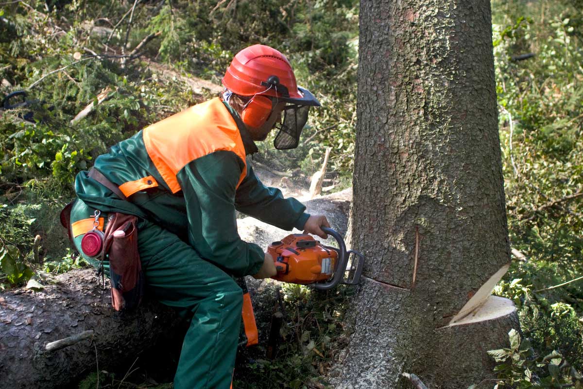 At Roubic Tree Service LLC, we prioritize safety and precision when handling all tree removal tasks. Our skilled professional, equipped with top-of-the-line protective gear including a distinctive red helmet and visor, expertly operates a chainsaw to safely fell trees even in the most densely wooded areas. As experts in tree management, we ensure meticulous attention to detail from start to finish, leaving you with pristine surroundings free of fallen branches and debris. Trust Roubic Tree Service LLC for efficient and safe tree cutting solutions that cater to your unique landscape needs. Visit our website at [roubictreeservice.com](https://roubictreeservice.com/) for more information on our comprehensive services.