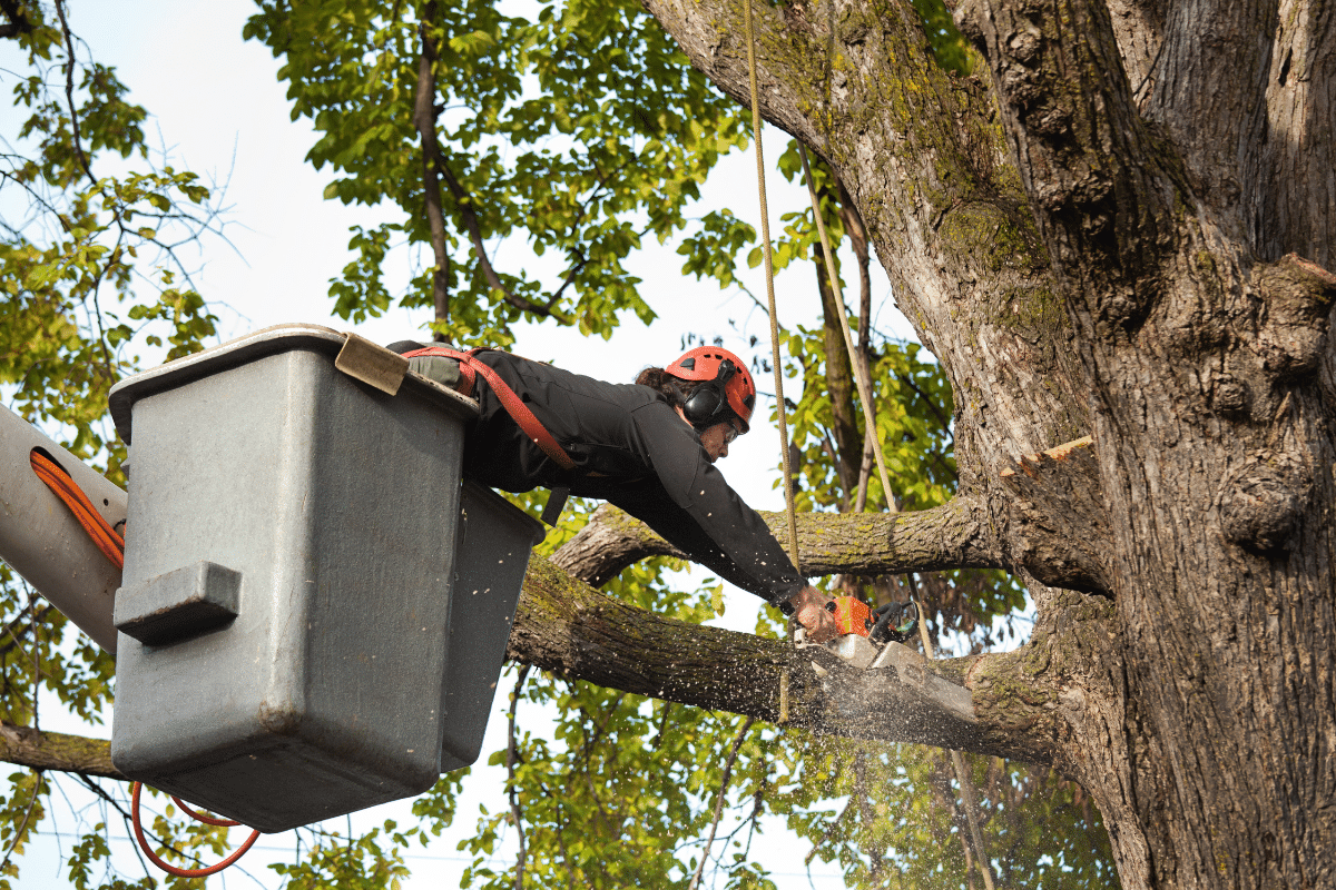 In a featured image on the Roubic Tree Service LLC website, a certified arborist in full safety gear expertly handles a chainsaw to trim a large tree branch. Elevated safely in the bucket of a state-of-the-art boom lift, our professional navigates amidst lush green foliage against the backdrop of a serene, cloudy sky. This visual encapsulates Roubic Tree Services commitment to safety, precision, and environmental care. Explore more about our expert tree trimming and removal services at [roubictreeservice.com](https://roubictreeservice.com/).