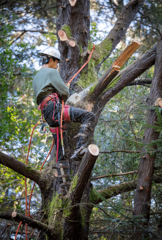 At Roubic Tree Service LLC, our skilled tree care professionals prioritize safety and precision on every job. Equipped with industry-standard climbing gear, harnesses, and protective helmets, our certified arborists expertly use chainsaws to remove branches from even the tallest trees. Whether it’s routine maintenance or hazardous limb removal, trust Roubic Tree Service LLC for reliable and secure tree trimming services that keep your property safe and looking its best.