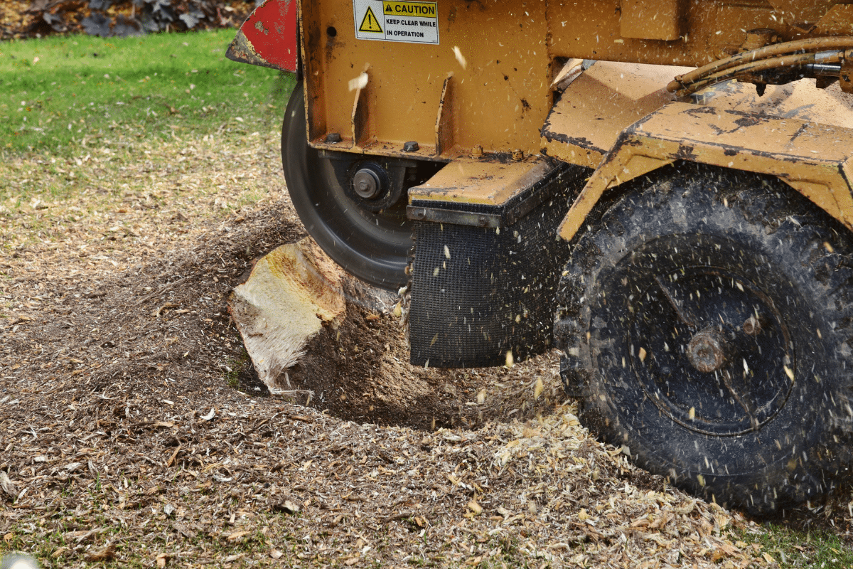 At Roubic Tree Service LLC, we specialize in efficient and professional stump grinding services. Our expert team uses advanced stump grinders to effectively remove tree stumps from your lawn, leaving your outdoor space clean and beautiful. In the process, youll notice wood chips scattered as our top-tier machine, equipped with a powerful rotating blade, meticulously grinds each stump down to perfection. We prioritize safety by ensuring all equipment is marked with visible warning labels for secure operation. Enhance your landscapes beauty by choosing Roubic Tree Service LLC for all your stump removal needs – visit our website today at [RoubicTreeService.com](https://roubictreeservice.com/).