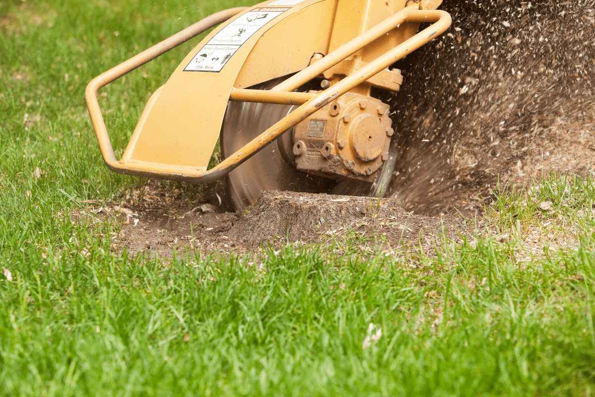 Experience the power and precision of our stump grinding service at Roubic Tree Service LLC. Our state-of-the-art yellow stump grinder expertly reduces tree stumps to wood chips and dust, leaving your landscape looking immaculate. Positioned on a lush patch of green grass, you can see how effectively our machinery tackles even the toughest stumps, enhancing your outdoor space. Visit https://roubictreeservice.com/ to learn more about how we transform your yard with minimal disruption.