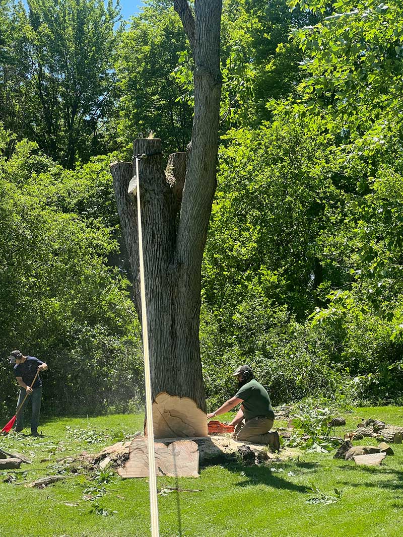 Capture the essence of professional tree care with Roubic Tree Service LLC. In this vibrant outdoor scene, a skilled arborist kneels beside a freshly cut tree, expertly maneuvering a chainsaw to complete the precision cutting of the trunk. Nearby, another team member efficiently tidies up with a rake, ensuring your landscape is left immaculate. Surrounded by lush green trees and grass glistening under bright sunlight, our dedicated crew showcases the expert craftsmanship and meticulous attention to detail that sets Roubic Tree Service LLC apart. Visit https://roubictreeservice.com/ to learn how we can enhance your outdoor spaces with our superior tree service solutions!.