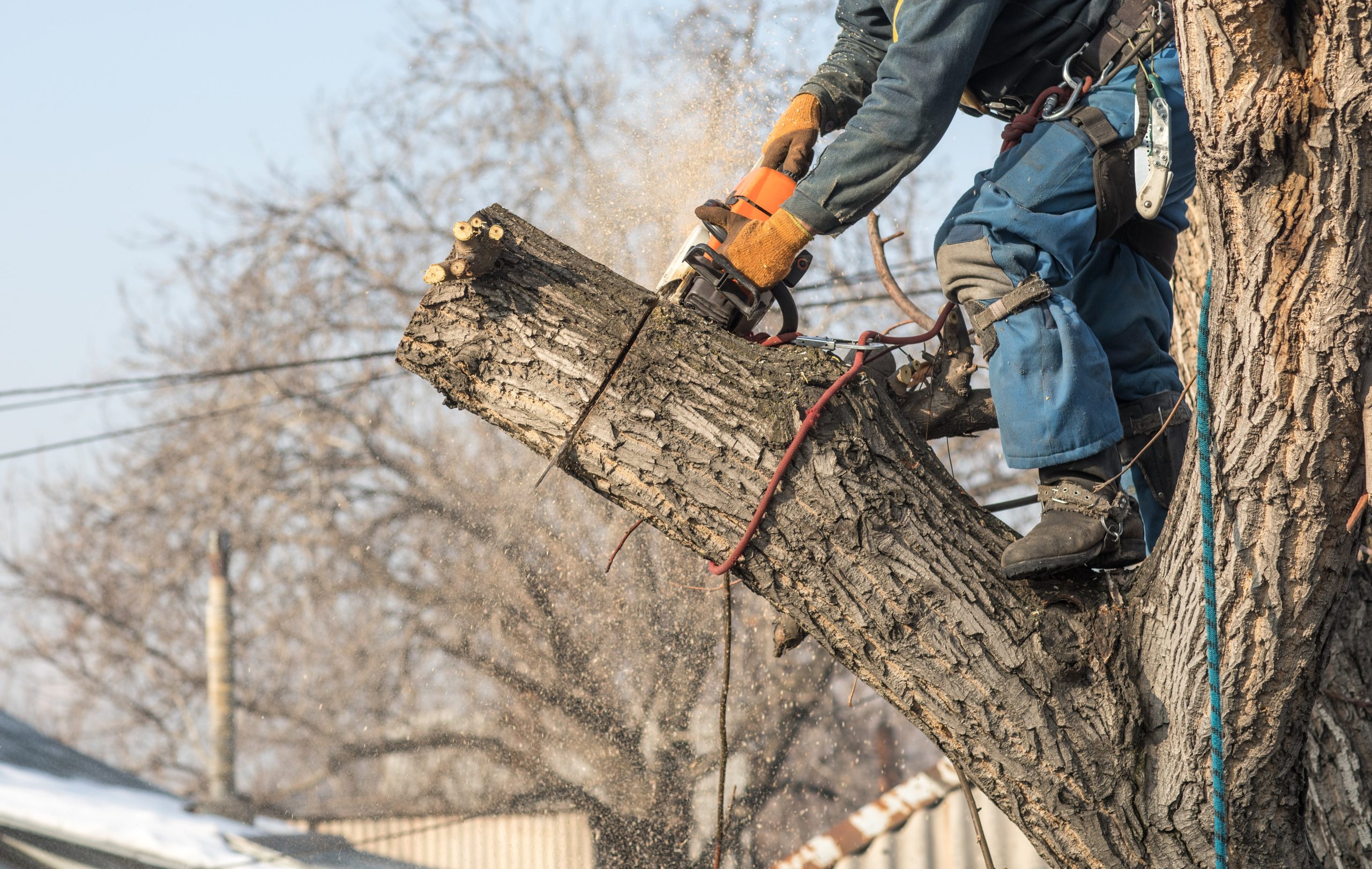 At Roubic Tree Service LLC, safety and precision are our top priorities. Our expert team, equipped with professional-grade safety gear and harnesses, skillfully uses advanced chainsaws to safely trim large branches. Each branch is meticulously secured with ropes to ensure controlled cutting without harm to your property or surrounding landscapes. In the backdrop, youll see our commitment to maintaining clear views of sparse trees and rooftops, reflecting the quality and care we bring to every tree service project. Visit [RoubicTreeService.com](https://roubictreeservice.com/) for more information about our comprehensive tree care solutions.