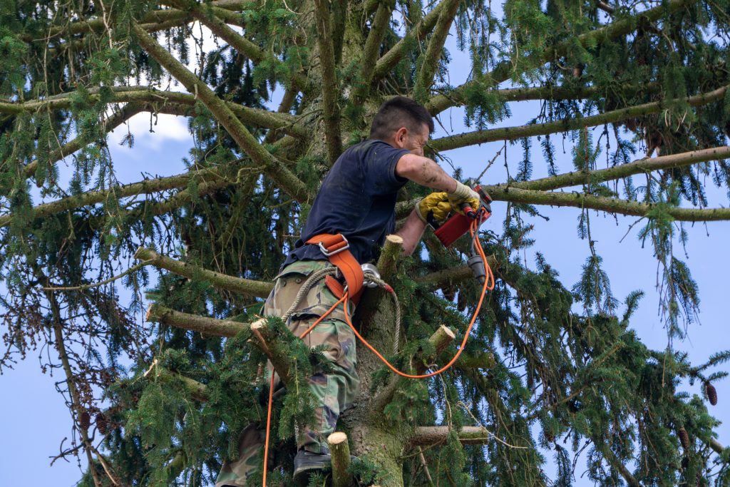 At Roubic Tree Service LLC, our expert arborists prioritize safety and precision while enhancing the beauty of your landscape. In a captivating scene, a highly-trained professional, donned in top-of-the-line protective gear, skillfully uses an electric saw to trim branches high atop a majestic conifer tree. Secured with a safety harness for optimal protection, the specialist navigates through thick foliage while ensuring minimal disruption to the surrounding environment. Sunlight peeks through the verdant canopy above, illuminating the careful craftsmanship involved in every cut and showcasing our commitment to quality tree care. For exceptional tree trimming services that prioritize both safety and aesthetics, trust Roubic Tree Service LLC—where expertise meets dedication. Discover more about our comprehensive range of services at [RoubicTreeService.com](https://roubictreeservice.com/).