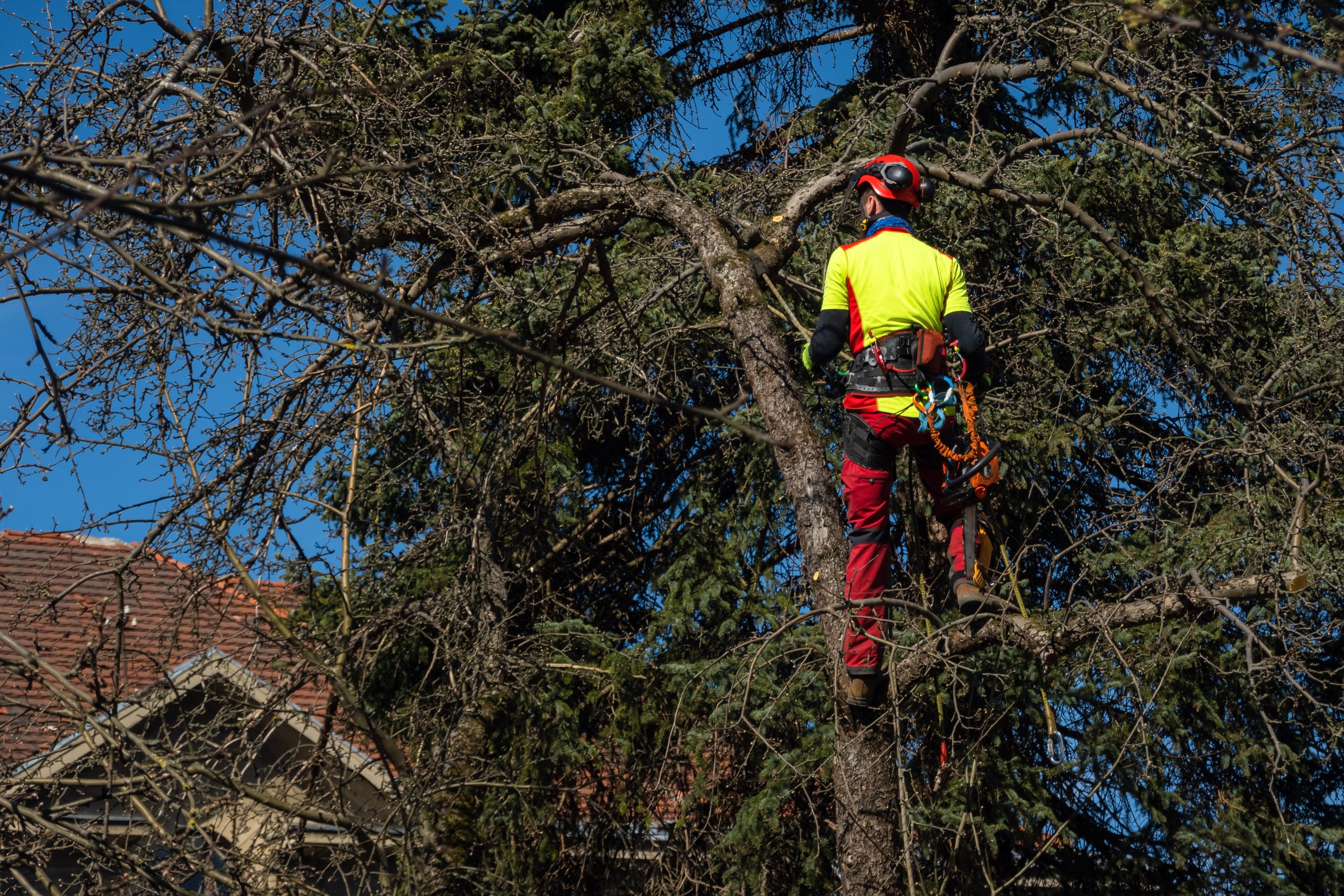 Trimming trees to prevent interference with utility lines.​