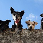 a group of dogs looking over a wall