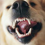 How Many Teeth Do Dogs Have