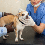 How Much Does It Cost To Neuter a Dog