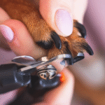 How To Cut Dog Nails Safely at Home