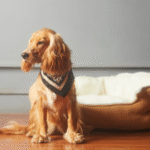 How to Make a Constipated Dog Poop Quickly