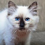 Why the Ragdoll Cat Breed Is Perfect for Families