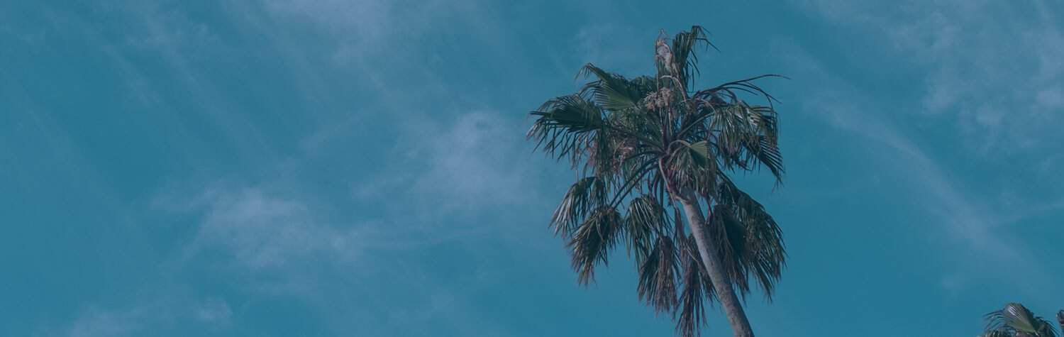 Palm tree and blue sky