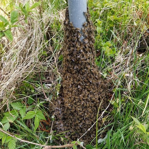 Bienenschwarm