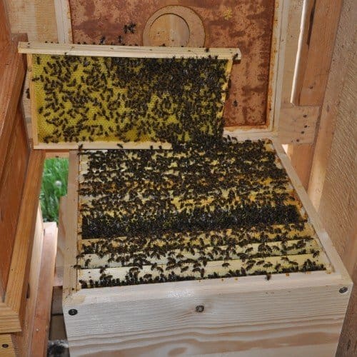 Bienenstock
