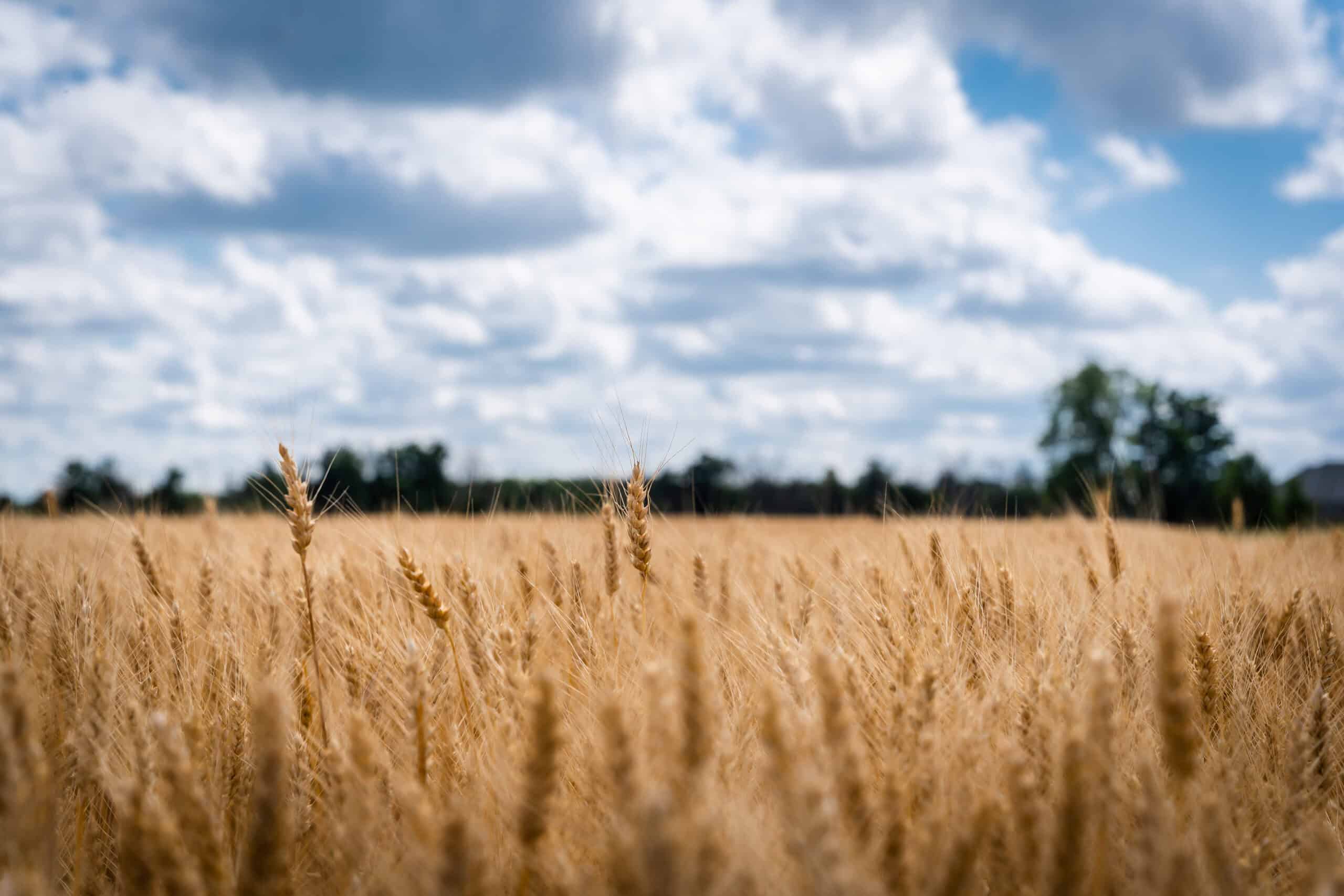 A picture of a wheat field in Ontario on a cloudy day at waist level with a couple of strands of wheat in the foreground and a blurred out background.