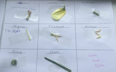 Read more about Year 5 Science