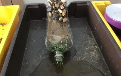 Read more about Year 6 Water Week- Wetlands