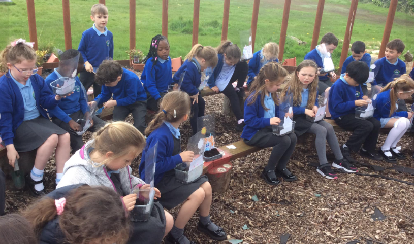Growing our own mini gardens