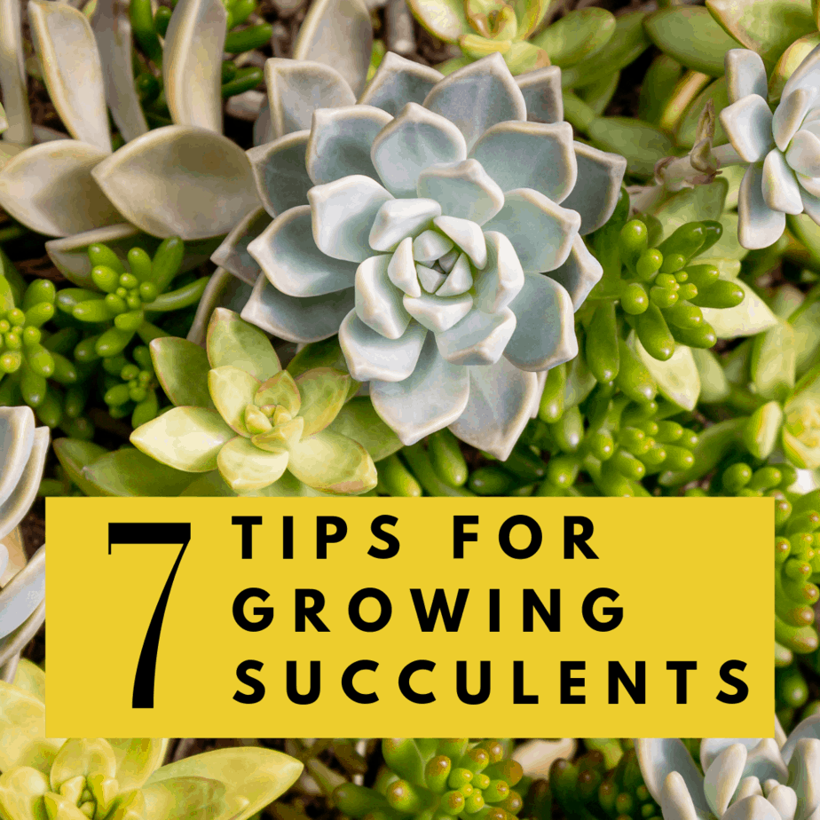 7 Tips for Growing Succelents