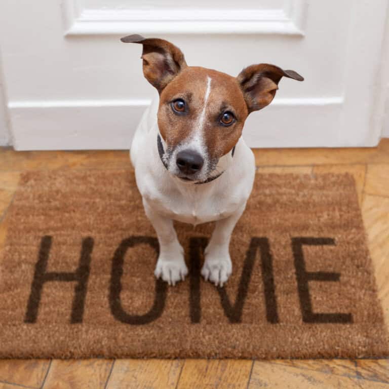 Things a New Dog Needs