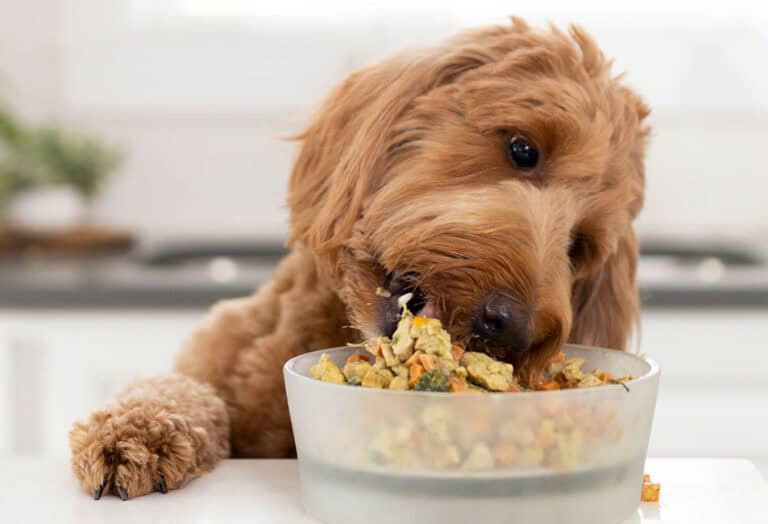 dog eating nom nom at counter