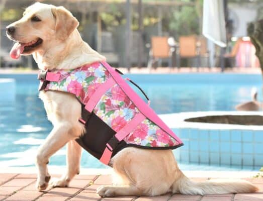 Dog wearing floral life jacket by pool