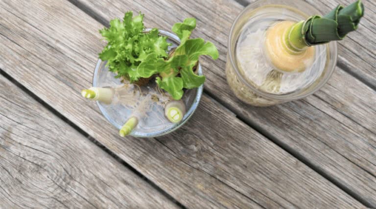 regrow vegetables