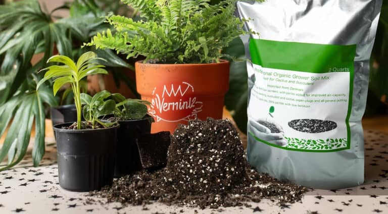 Organic soil mix with potted plants and ferns.