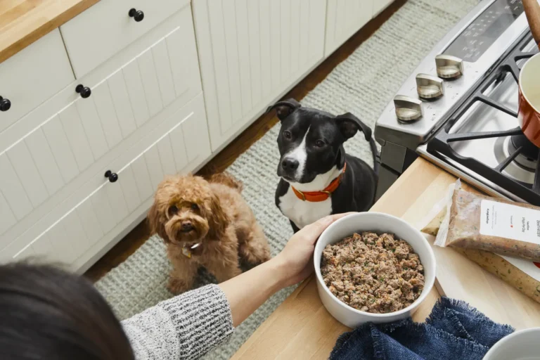 dog waiting for food 7e563e