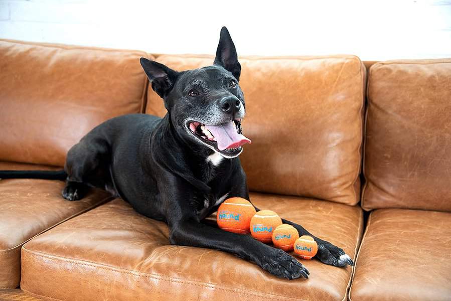 outward hound squeaker ballz fetch dog toy