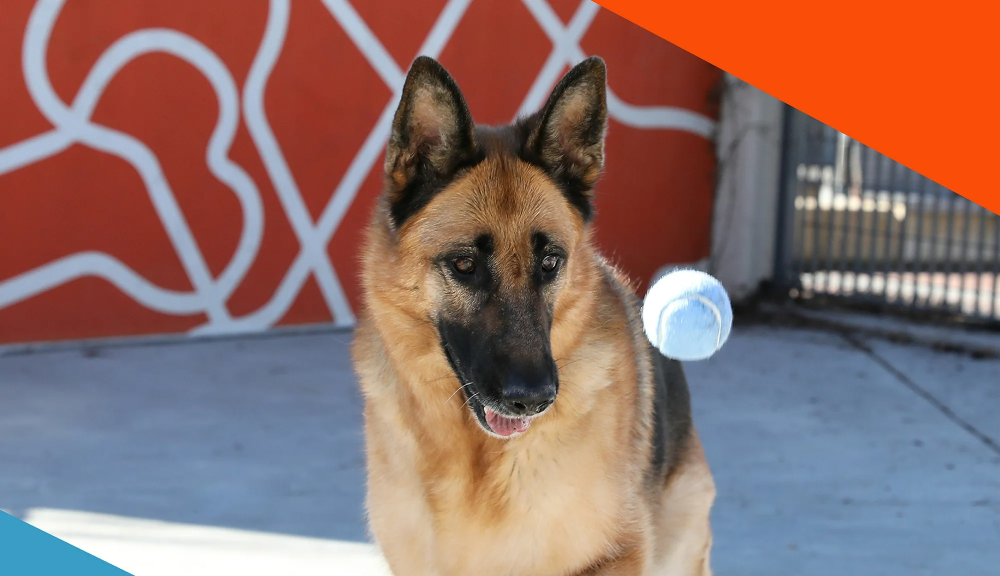 German Shepherd playing with blue ball outdoors.