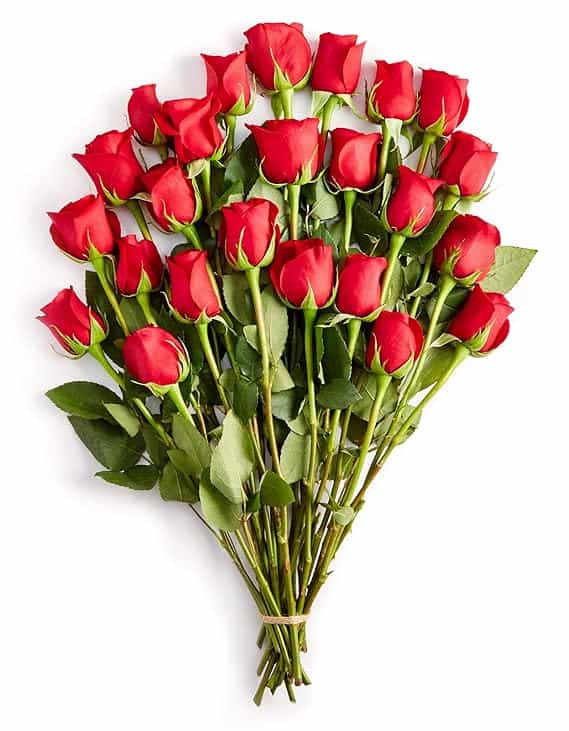 Bouquet of vibrant red roses on white background.