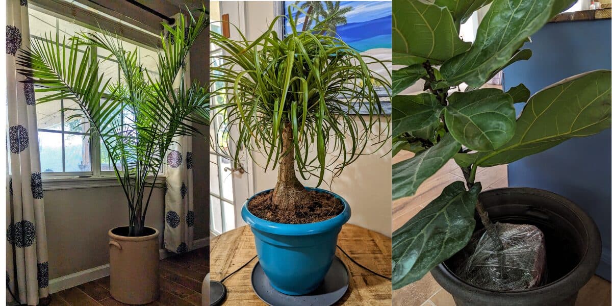 costa plants