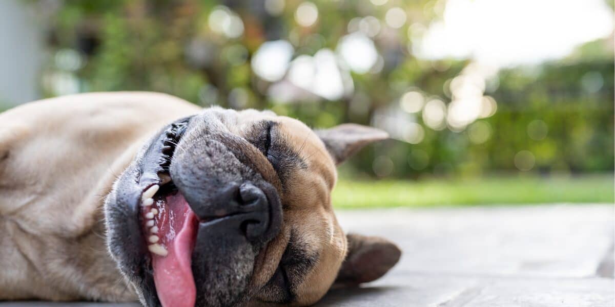dog heat
