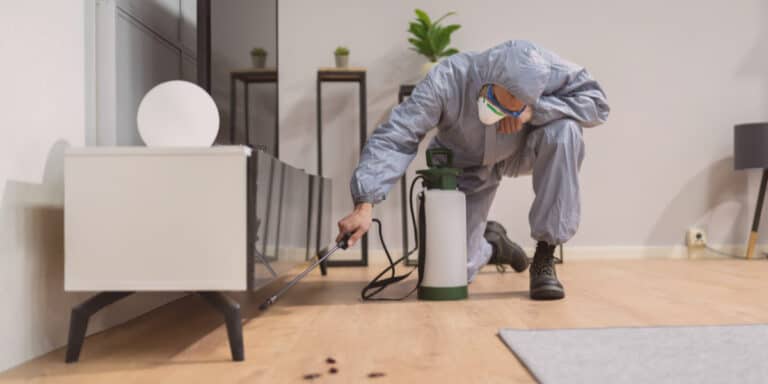 rodent removal pest control