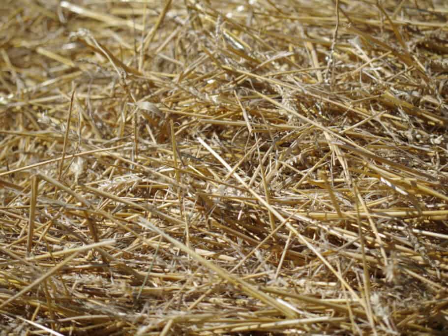Close-up of dry straw scattered outdoors.