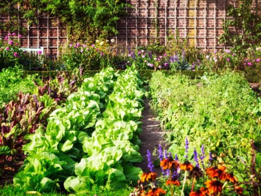 Lush vegetable garden with diverse plants and flowers.