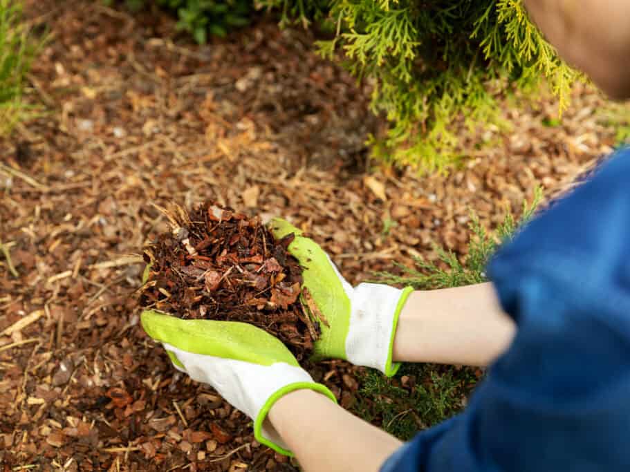 Gardener spreading mulch around plants in garden.