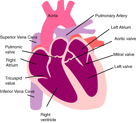 The Healthy Heart