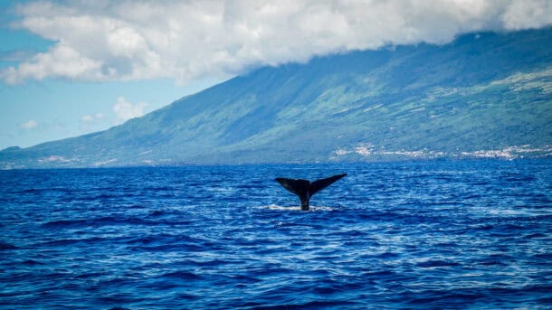 Voyage Açores