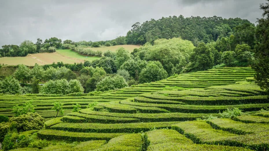 Voyage Açores