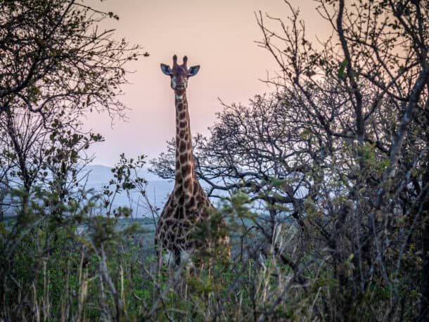 Itinéraire 3 semaines Afrique du Sud