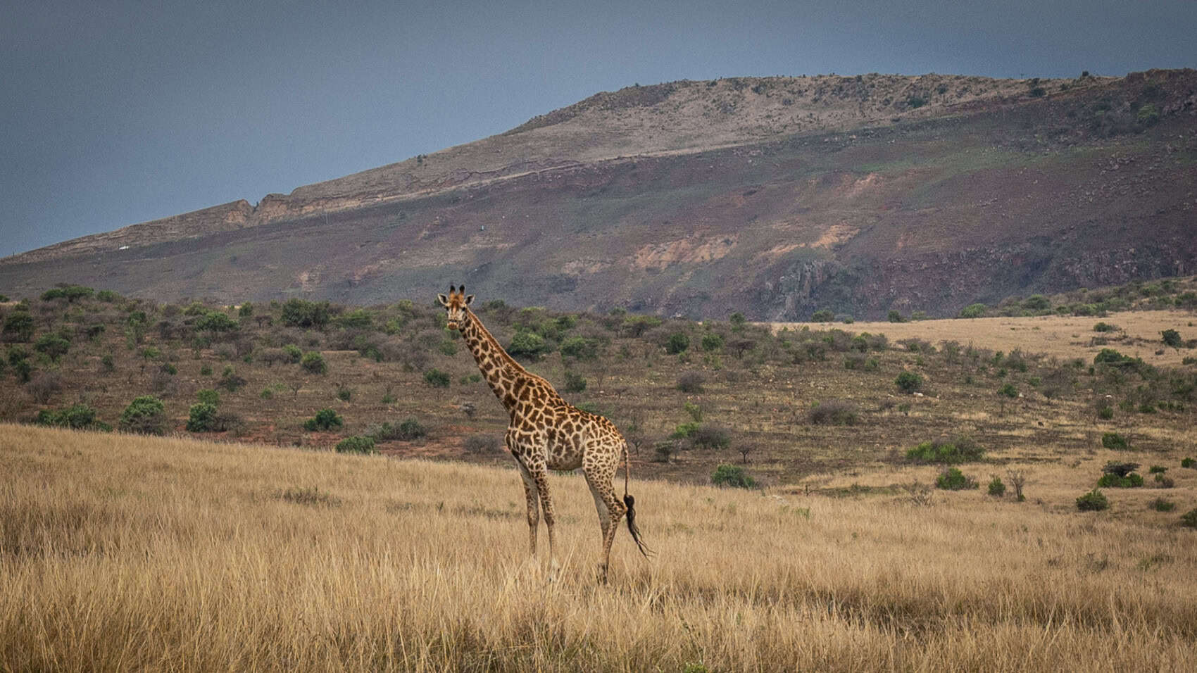 quand visiter Afrique du sud