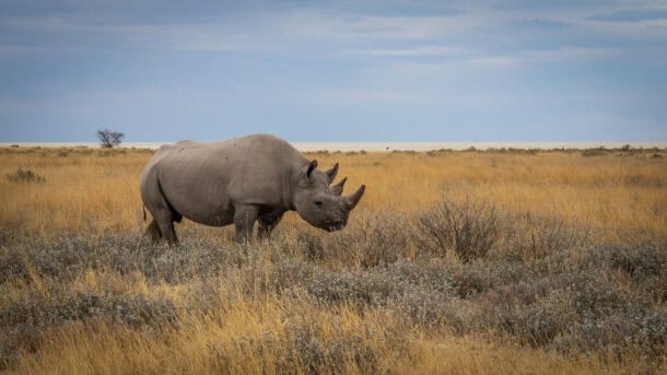 Visiter etosha