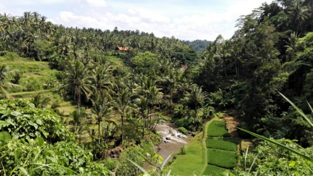 Ubud : rizières, jungle et rivière