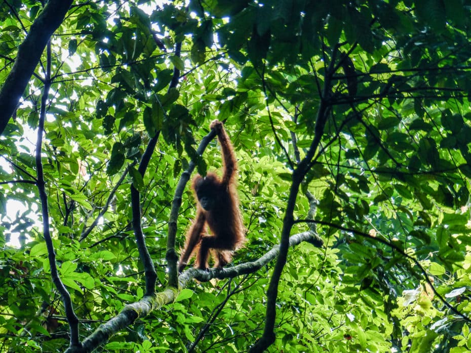 orang outan bébé