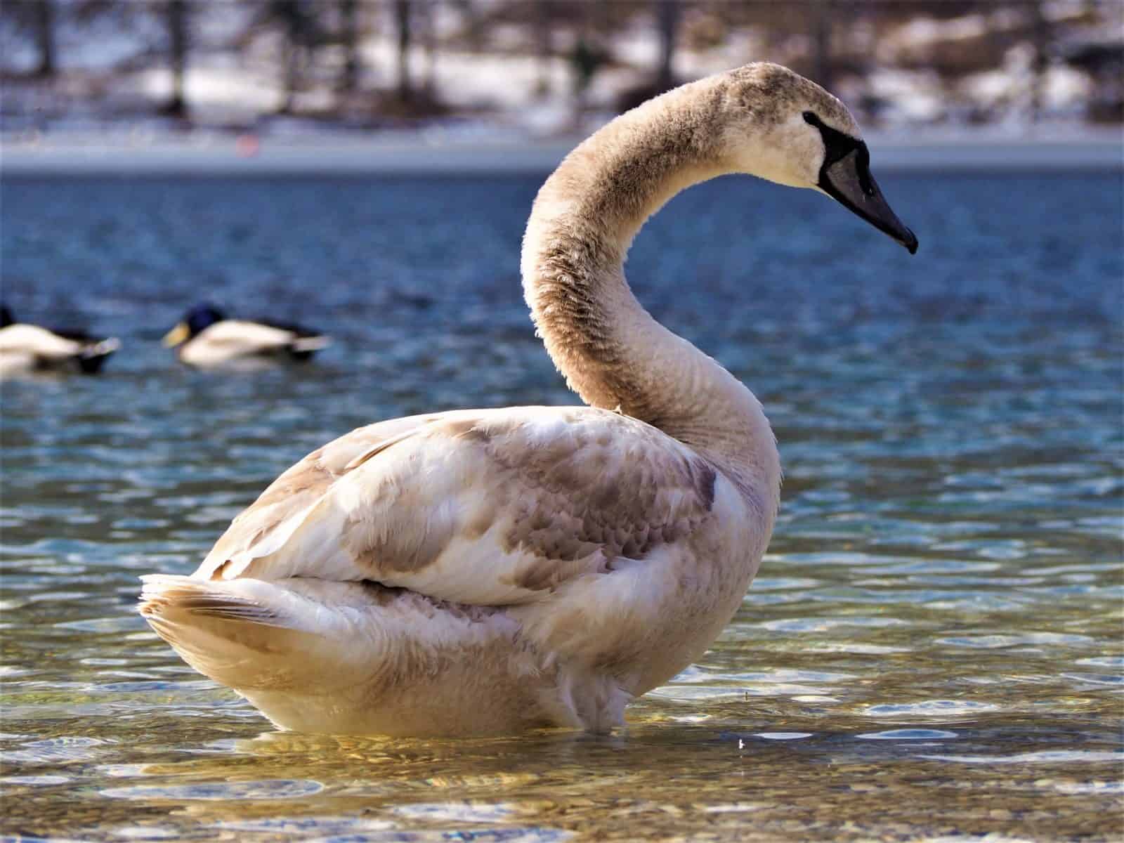 cygne slovénie