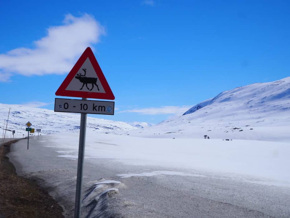 panneau attention élan parc Jotunheimen