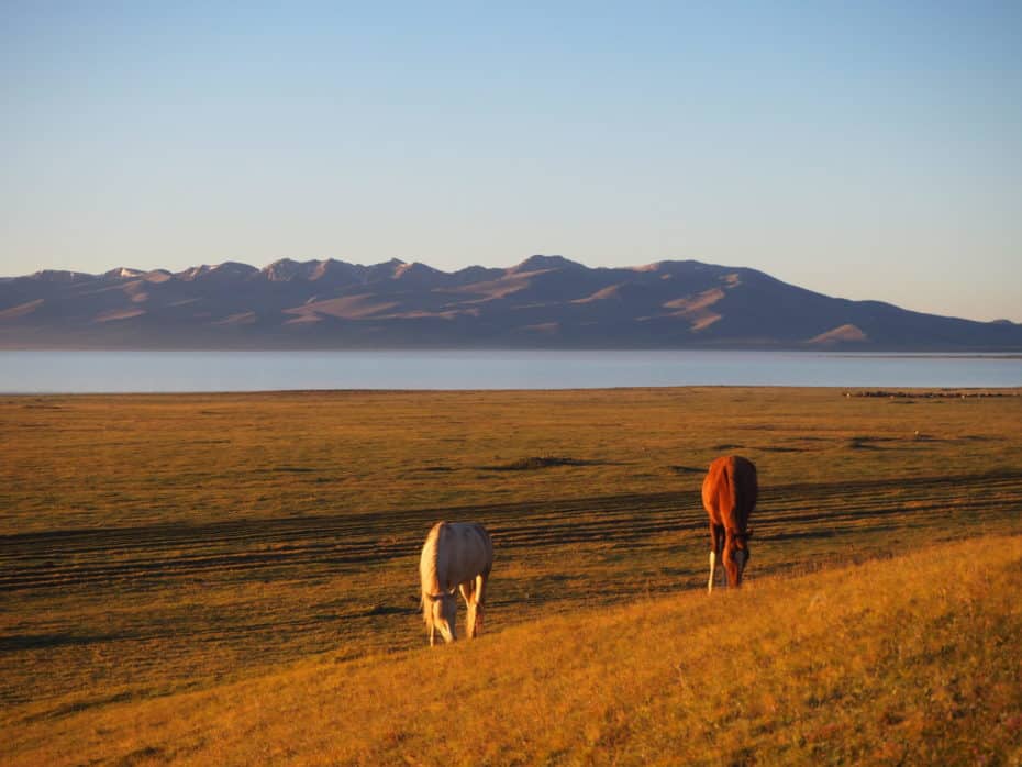 Chevaux du Kirghizistan